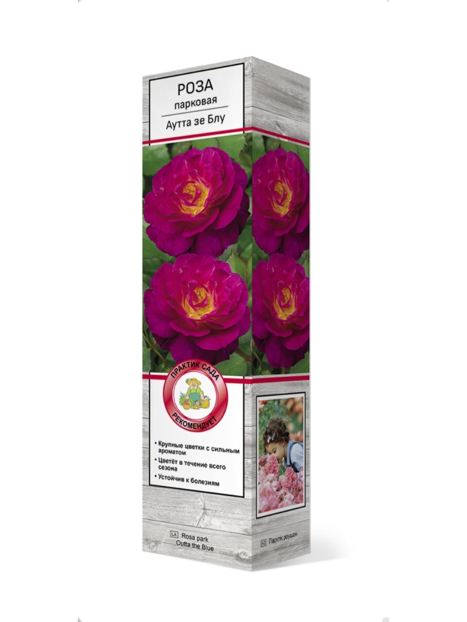 Саженцы Роза парковая, Аутта зе Блу, 834732