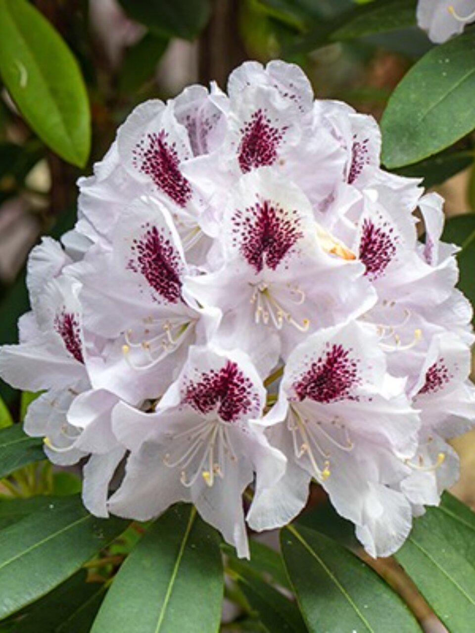 Саженцы Рододендрон гибридный, Кальсап, 820606