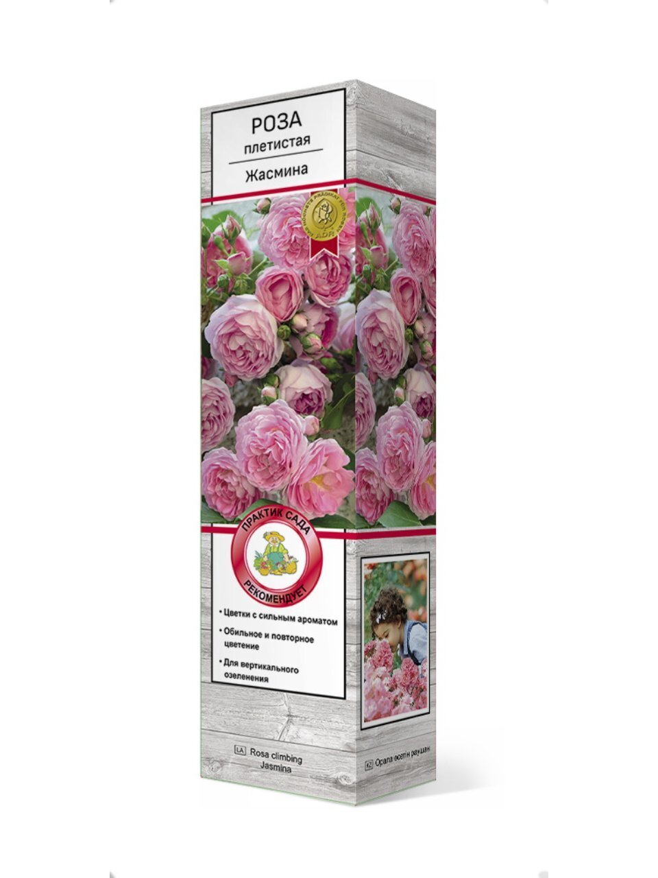 Саженцы Роза плетистая, Жасмина, 800025
