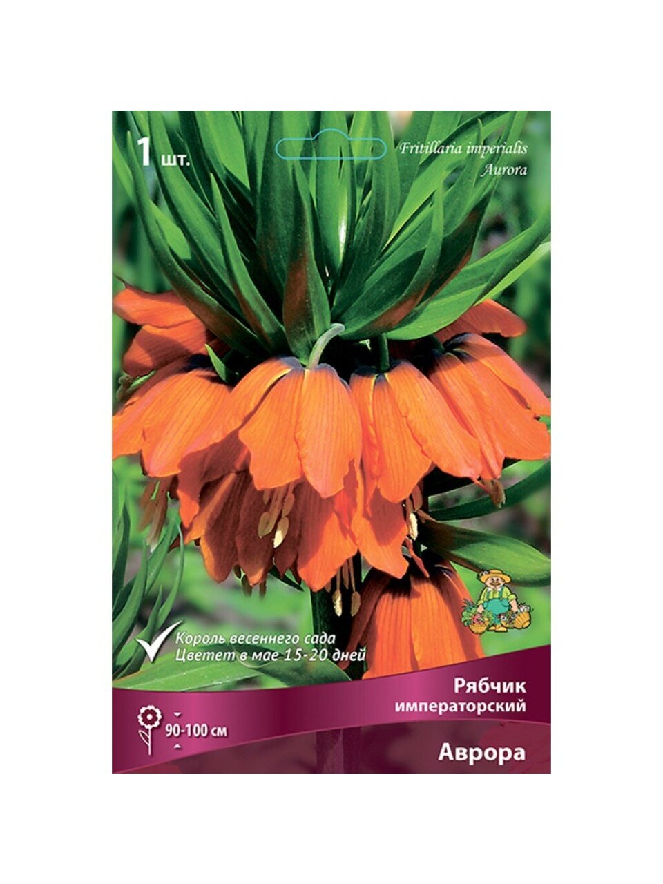 Луковицы Рябчик императорский, Аврора, 20-24/К