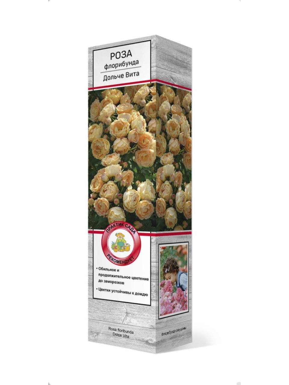 Саженцы Роза флорибунда, Дольче Вита 1