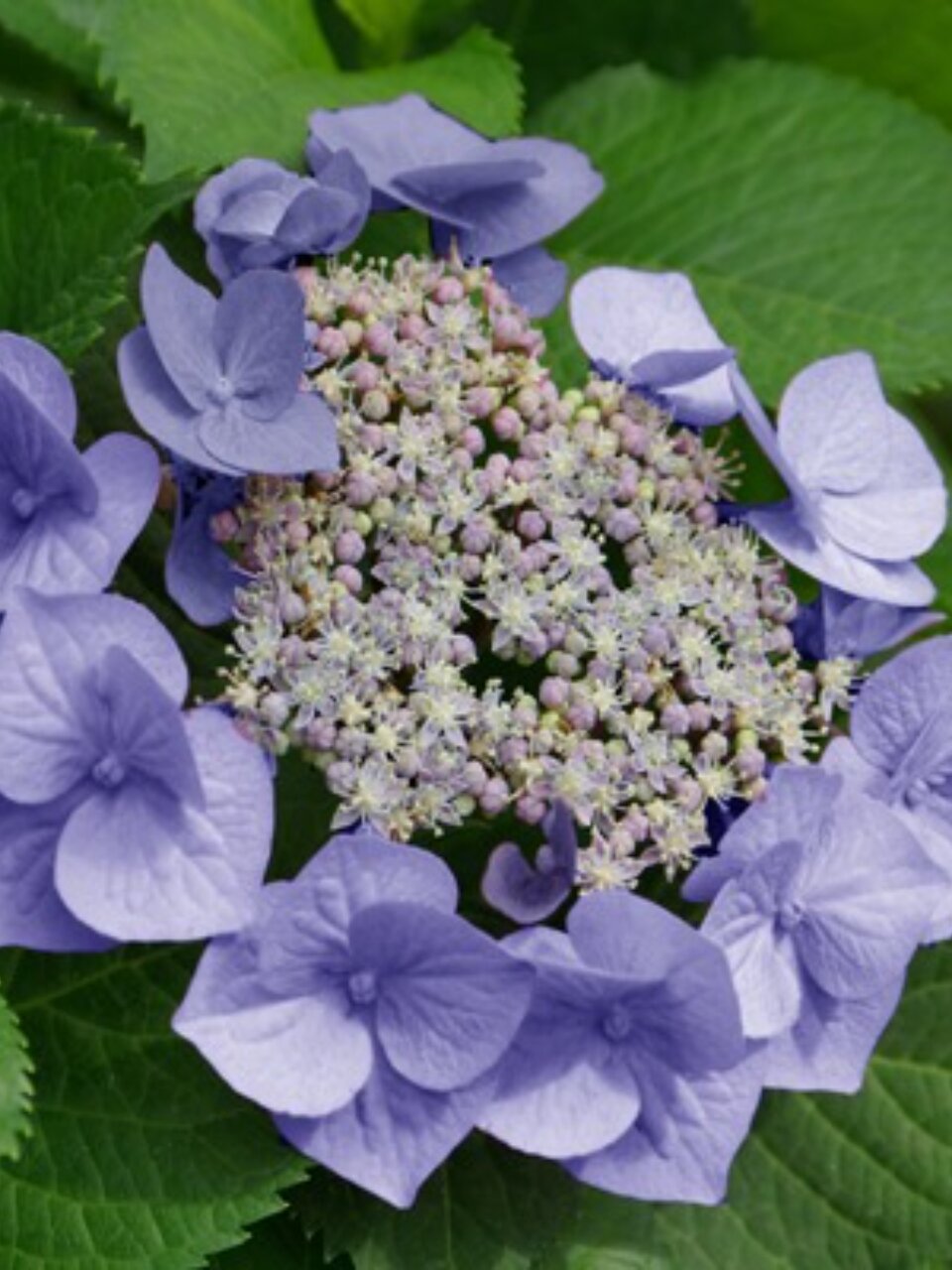 Саженцы Гортензия крупнолистовая, Блаумайзе, 00000750361