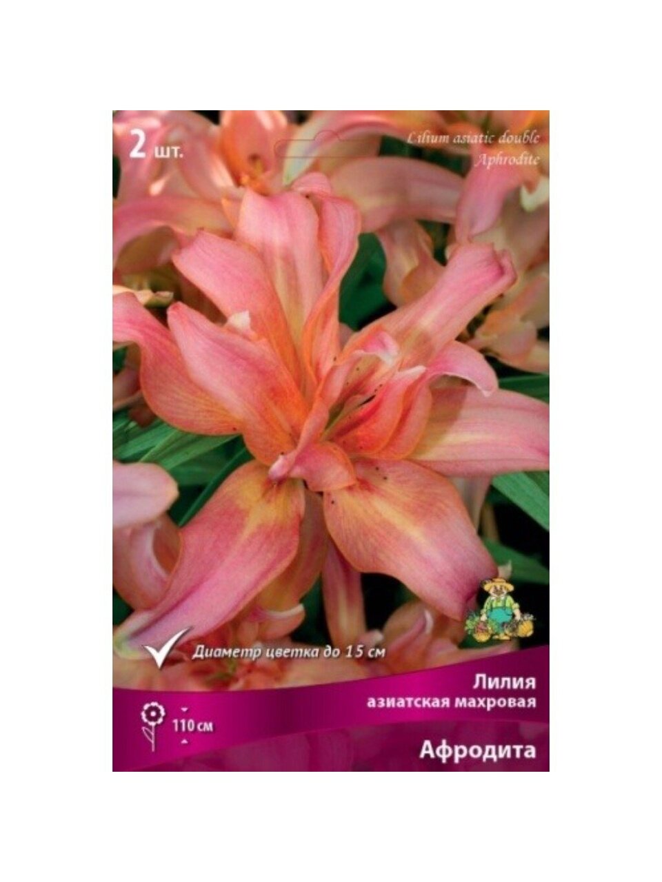 Луковицы Лилия азиатская, Афродита, 14-16/К, 2 шт