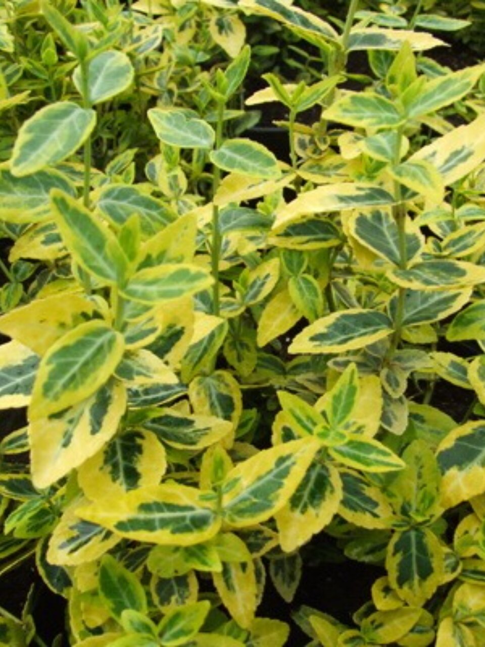 Луковицы Бересклет, Форчуна Эмералд Голд, 750335