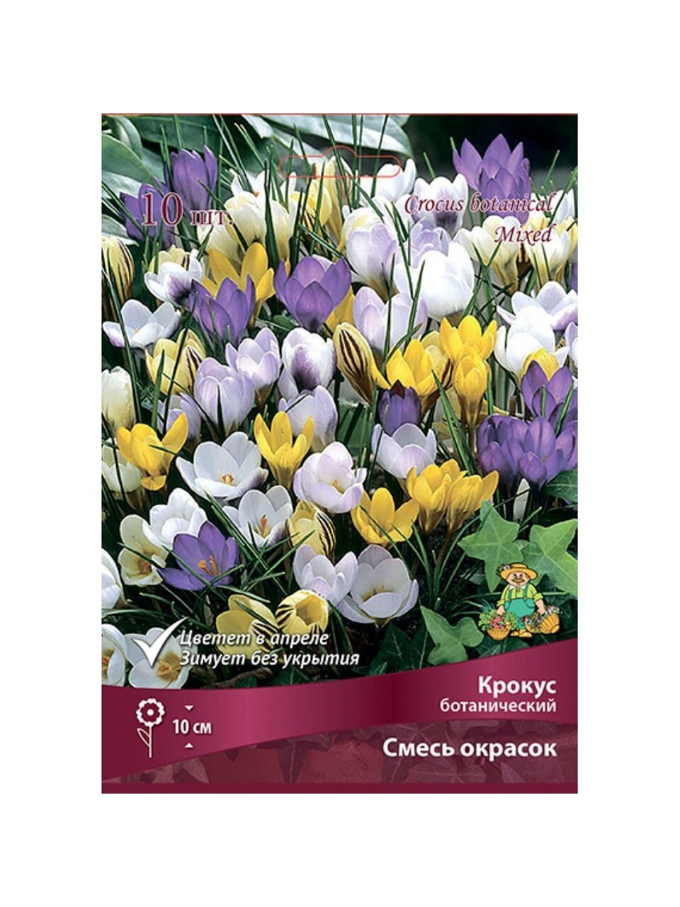 Луковицы Крокус ботанический, Смесь сортов, 5-7/К, 10 шт