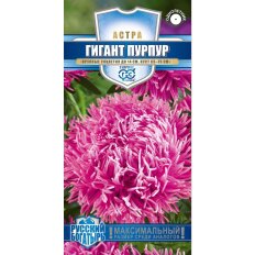 Гигант пурпур