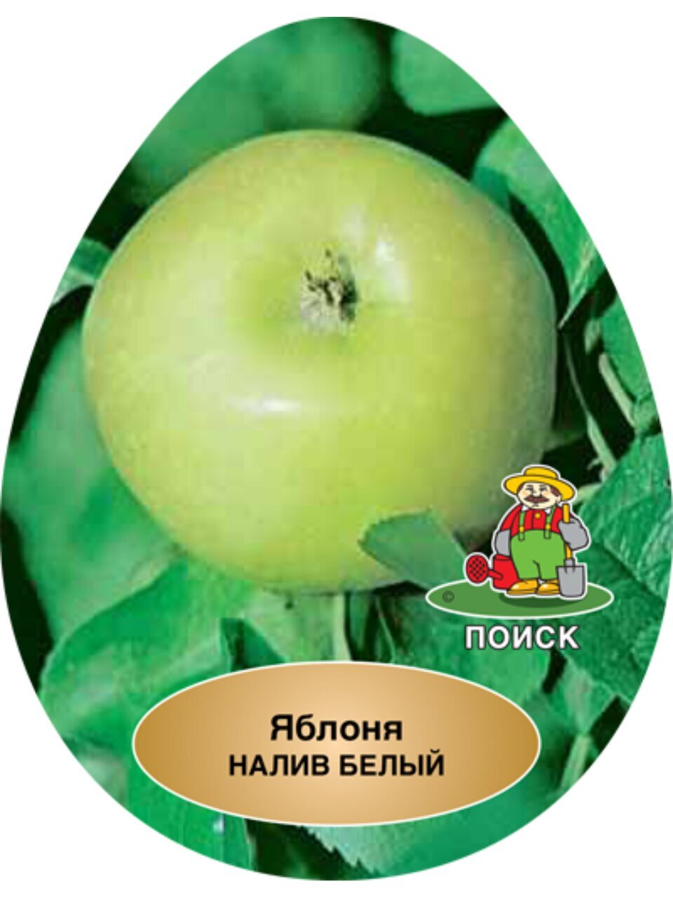 Саженцы Яблоня, Налив белый, раннелетняя, нежно-белая, 752184