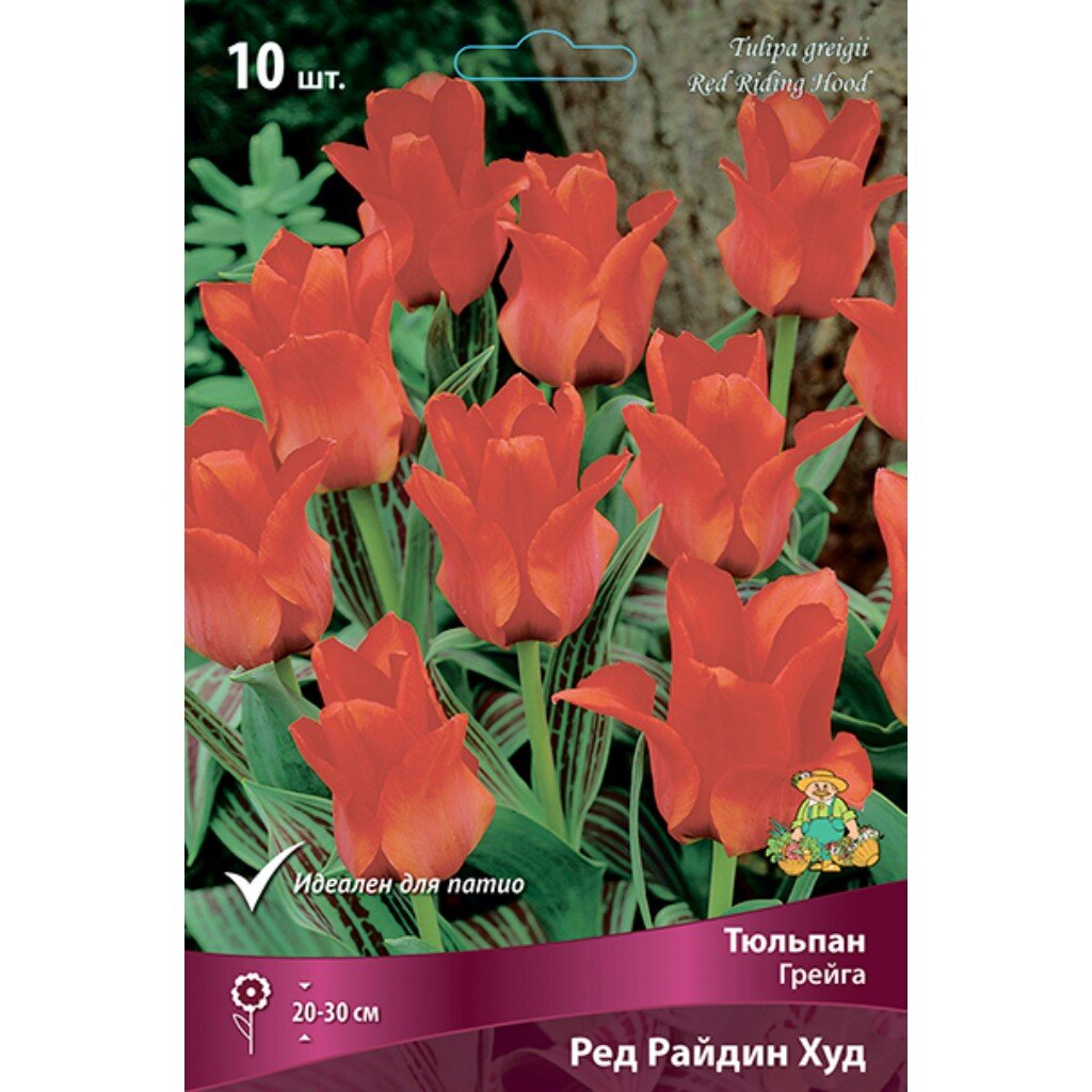 Луковицы Тюльпан Грейга, Ред Райдин Худ, 10-11/К, 10 шт