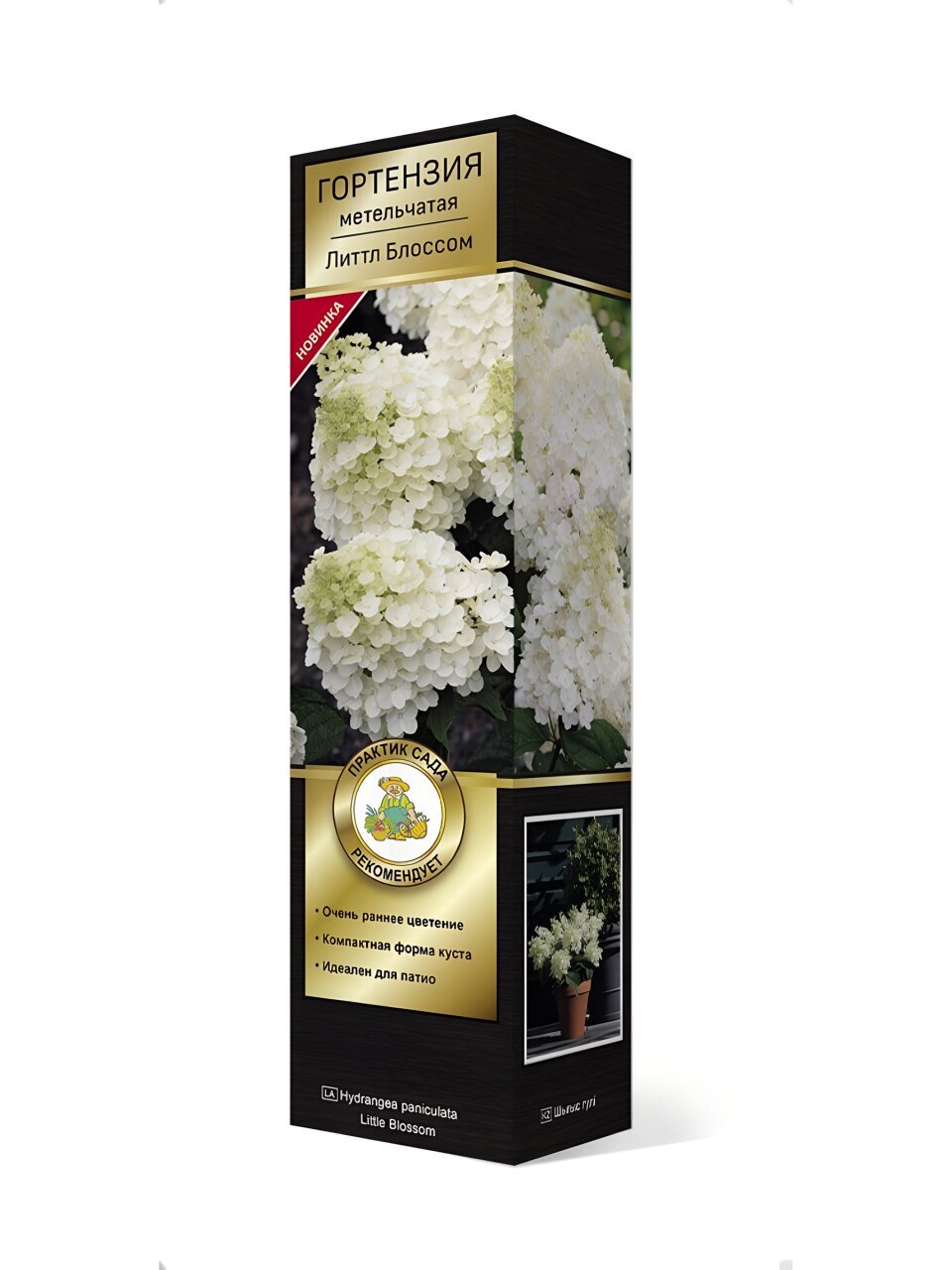 Саженцы Гортензия метельчатая, Литтл Блоссом, 799420