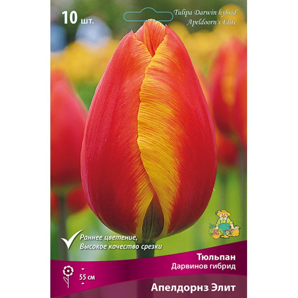 Луковицы Тюльпан Дарвинов гибрид, Апелдорнз Элит, 11-12/К, 10 шт
