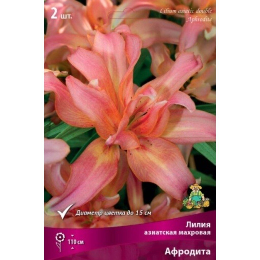 Луковицы Лилия азиатская, Афродита, 14-16/К, 2 шт
