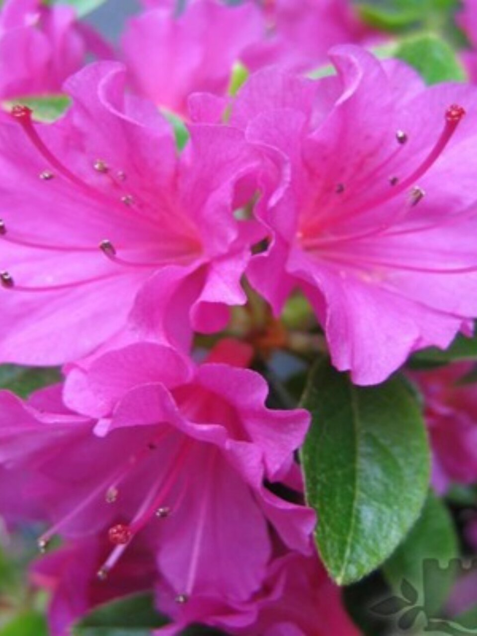 Саженцы Азалия японская, Гейша Пёпл, цветки пурпурные, 750296