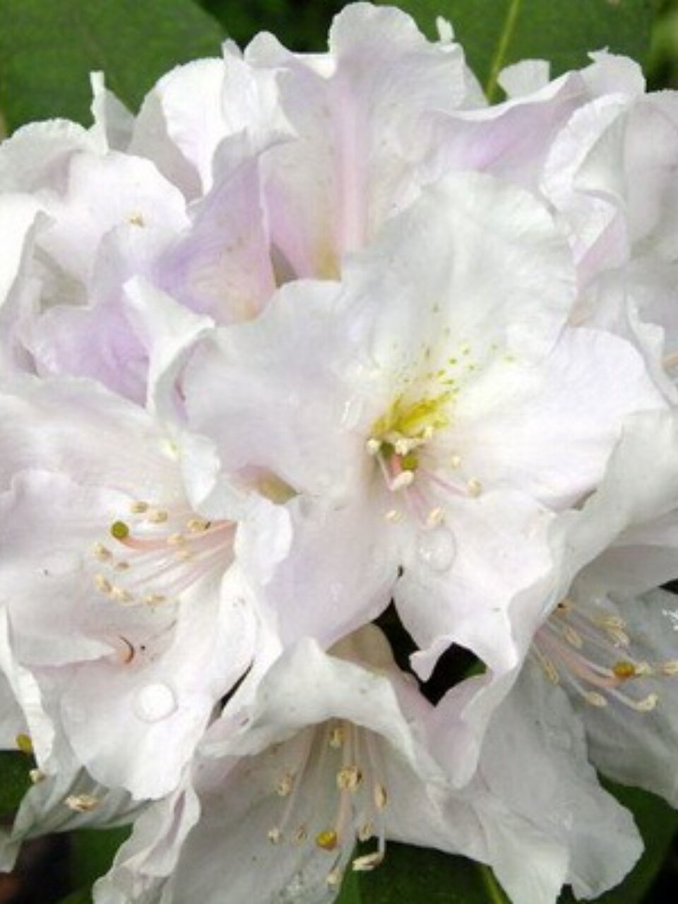 Саженцы Рододендрон гибридный, Эскимо, 750538