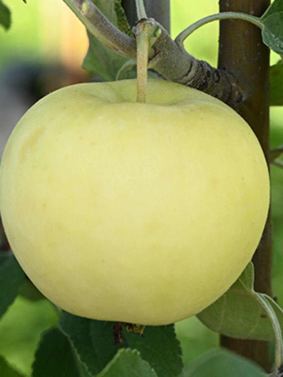 Саженцы Яблоня, Налив белый, 763049