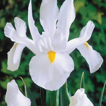 Луковицы Ирис голландский, Уайт ван Влиет, 7-8, 10 шт