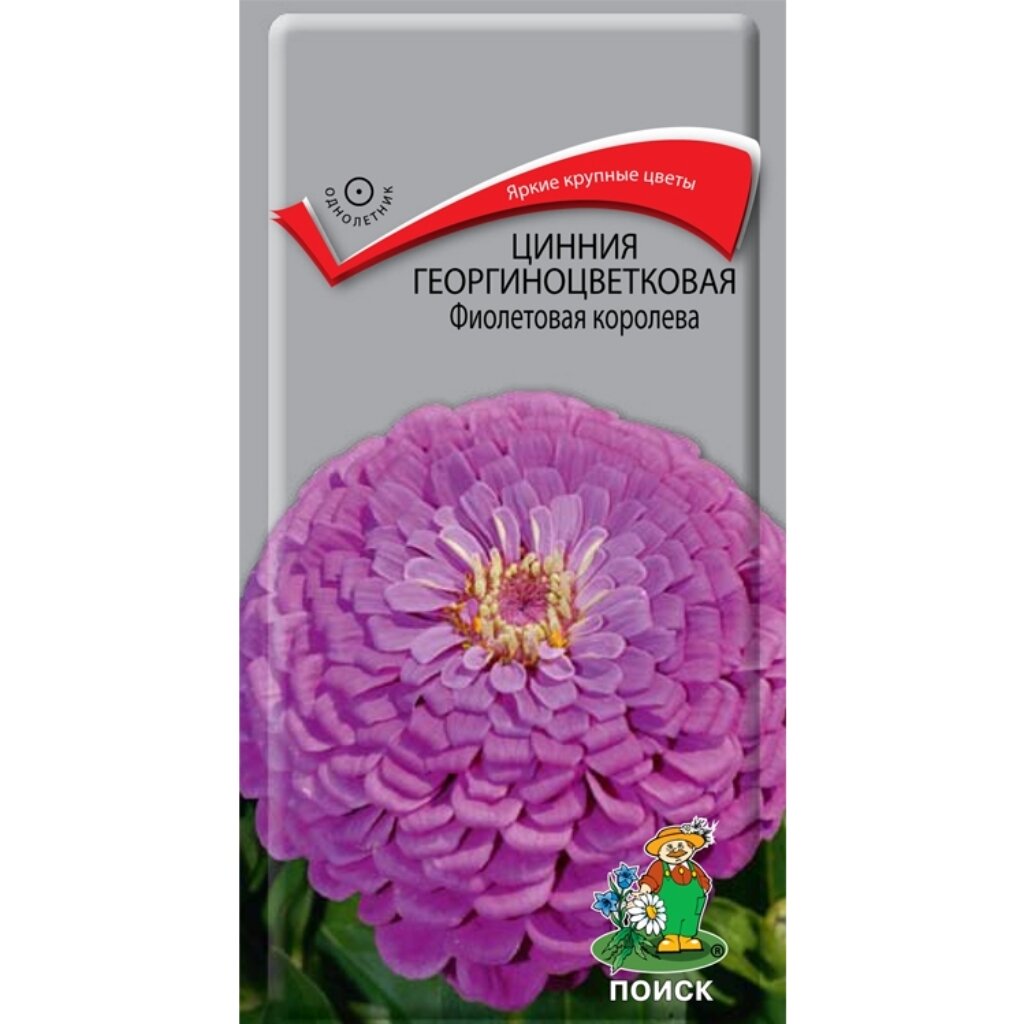 Семена Цветы, Цинния, Фиолетовая королева, 0.4 г, георгиноцветковая, цветная упаковка, Поиск цинния вишневая королева аэлита
