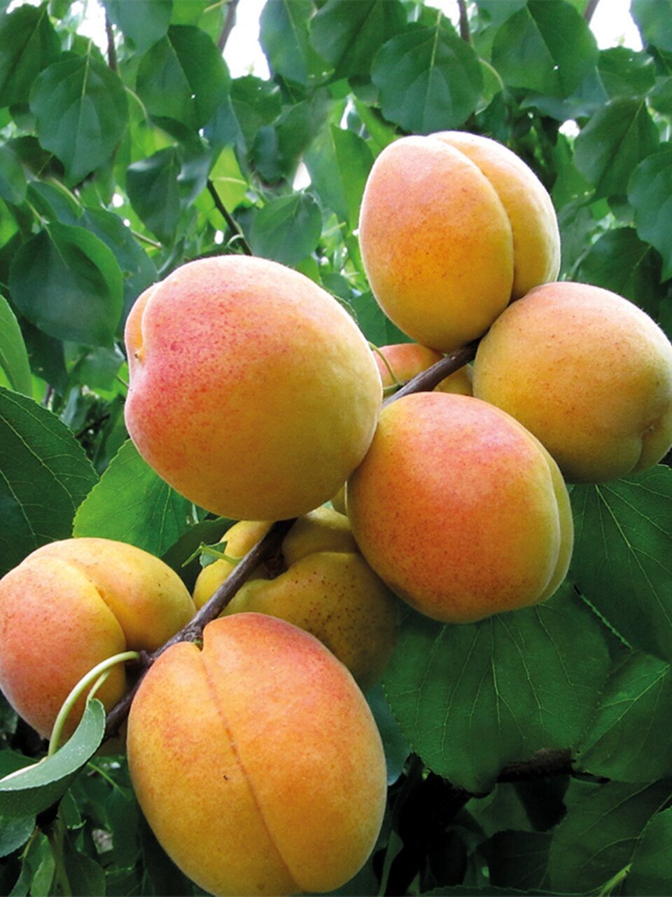 Саженцы Абрикос, Монастырский, 00000834992