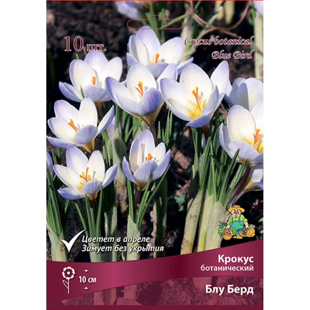 Луковицы Крокус ботанический, Блу Берд, 5-7/К, 10 шт