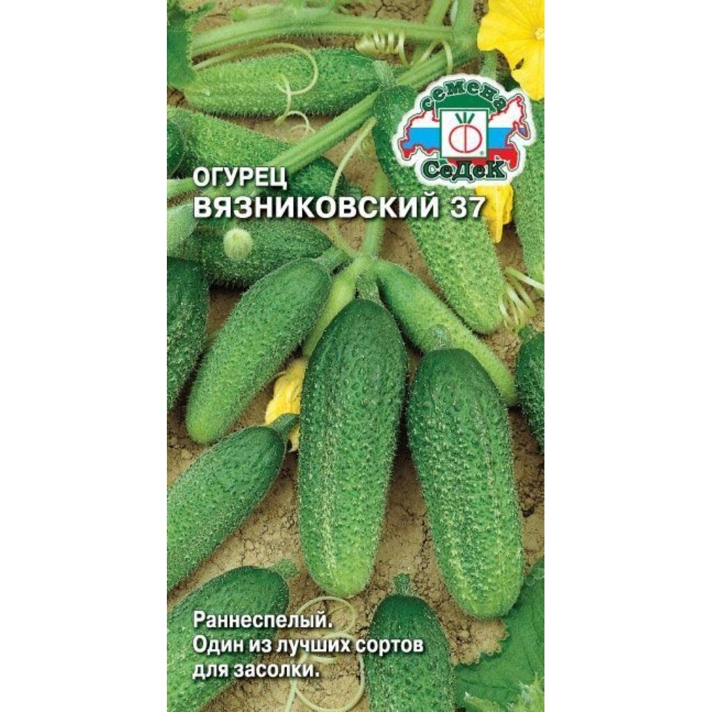 Семена Огурец, Вязниковский 37, 0.5 г, цветная упаковка, Седек