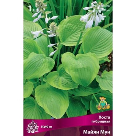 Корневище Хоста гибридная, Майян Мун