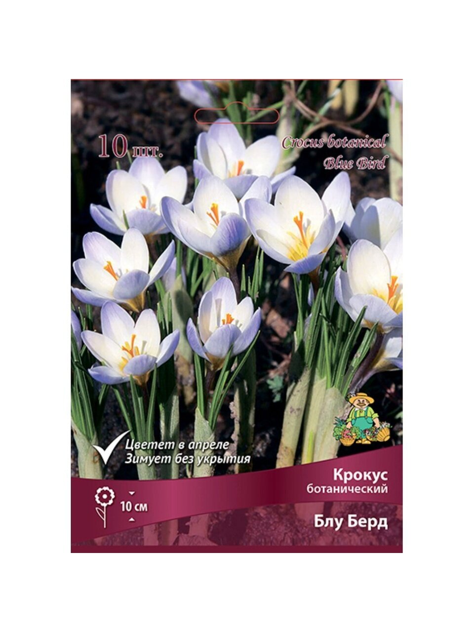 Луковицы Крокус ботанический, Блу Берд, 5-7/К, 10 шт