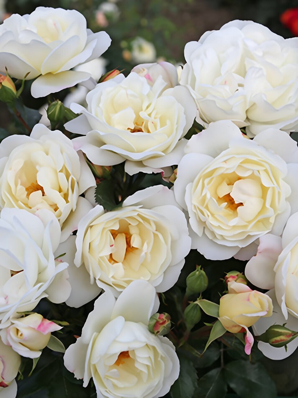 Саженцы Роза плетистая, Вайс Вольке