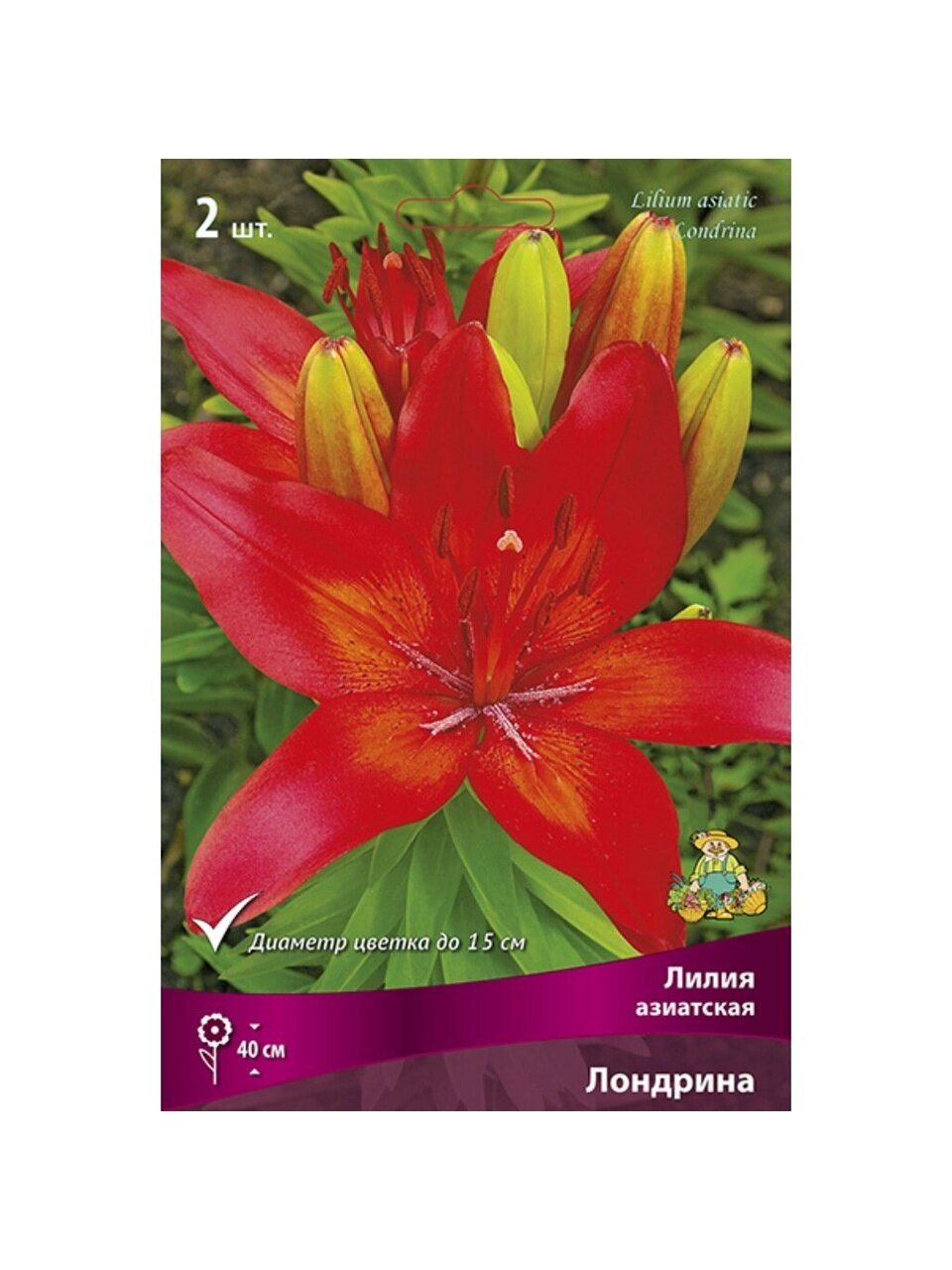 Луковицы Лилия азиатская, Лондрина, 14-16, 2 шт