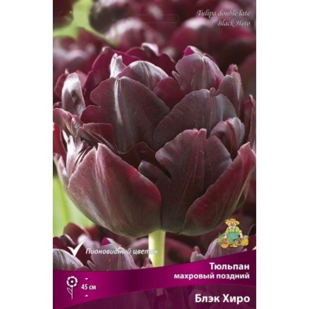 Луковицы Тюльпан махровый поздний, Блэк Хиро, 11-12/К, 7 шт