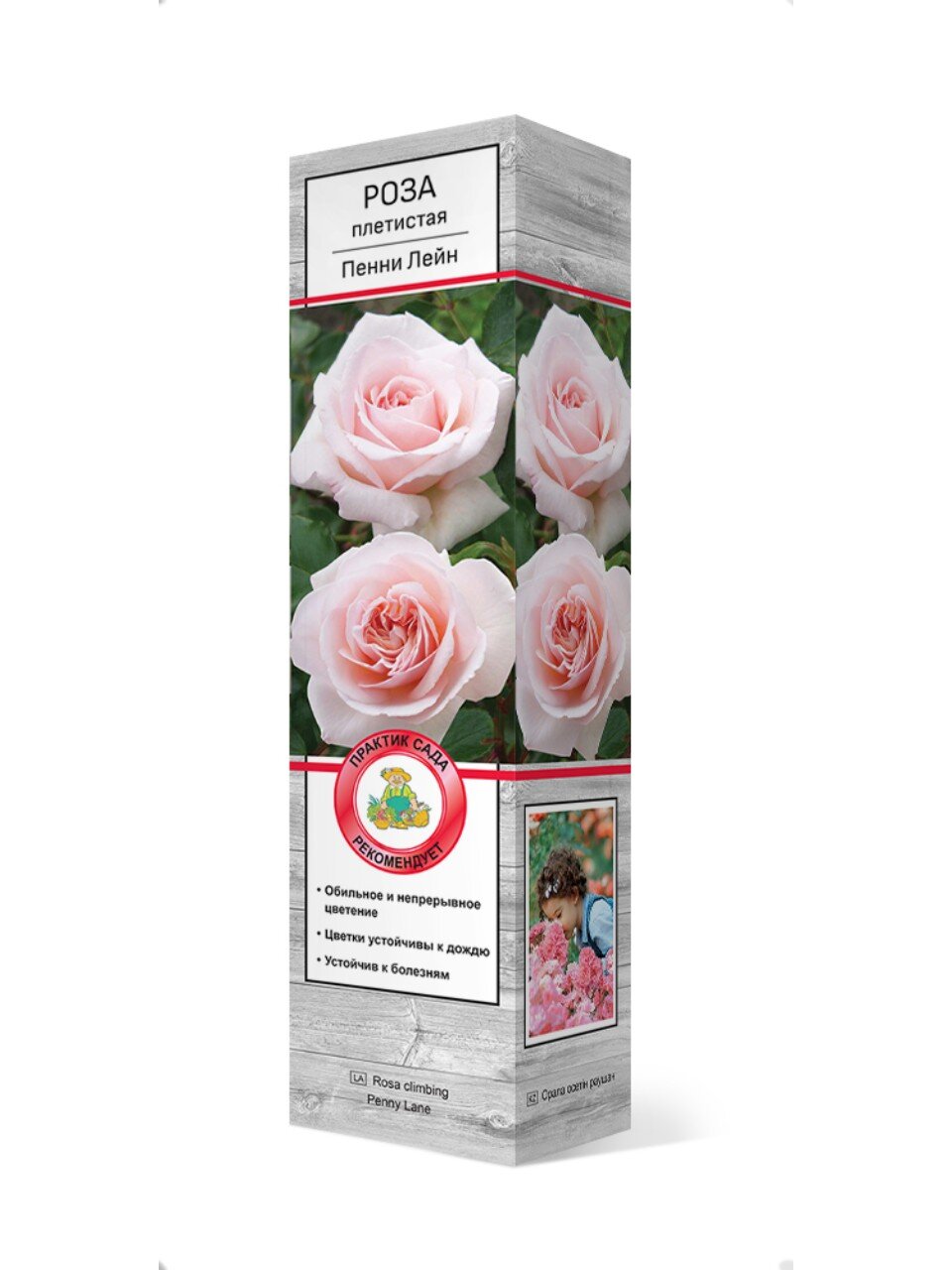 Саженцы Роза плетистая, Пэнни Лэйн, 799285