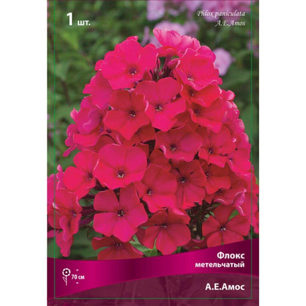Корневище Флокс метельчатый, А.Е.Амос, ярко-красное