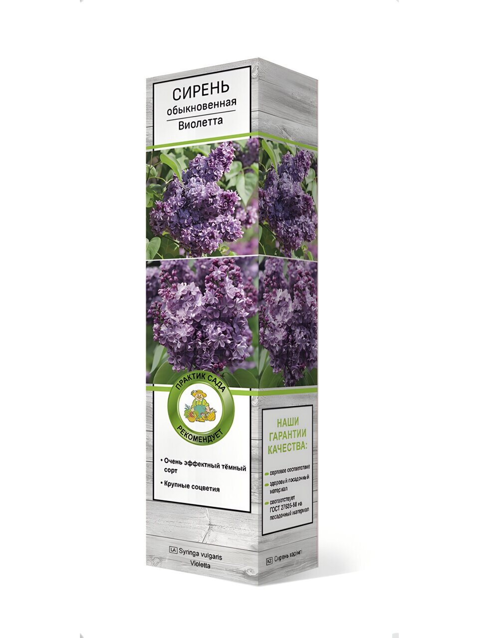 Саженцы Сирень обыкновенная, Виолетта, 827617