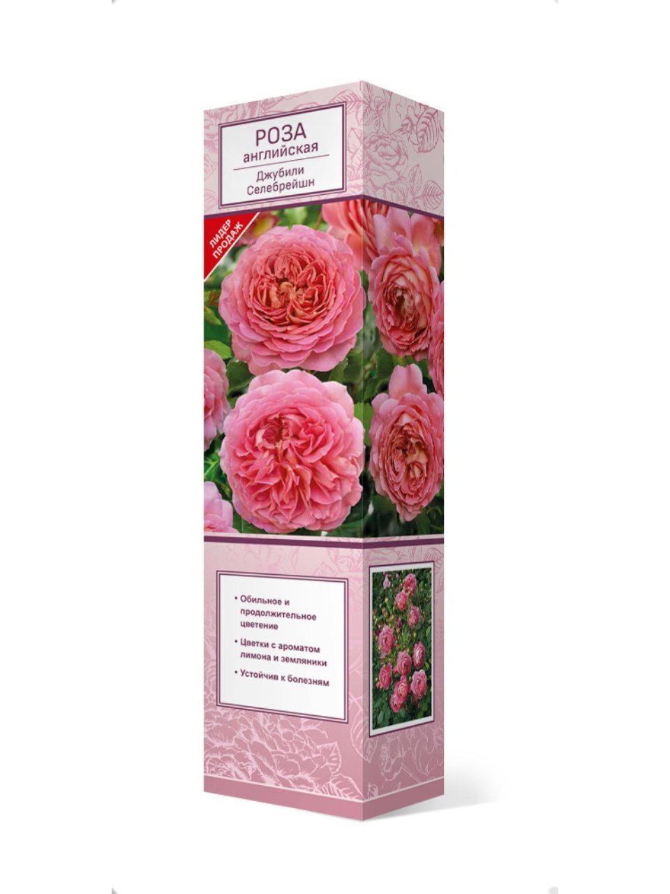 Саженцы Роза английская парковая, Джубили Селебрейшен, 751689