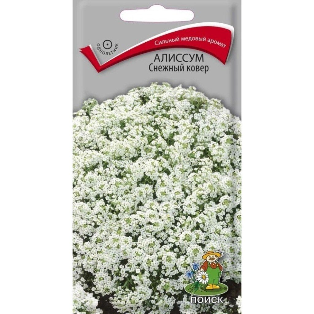 Семена Цветы, Алиссум, Снежный ковёр, 0.3 г, цветная упаковка, Поиск алиссум семена садовита