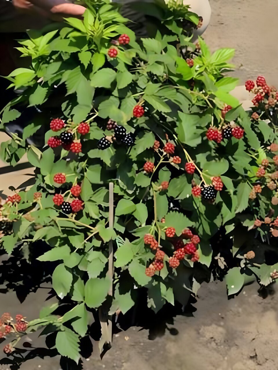 Саженцы Ежевика карликовая, Дима