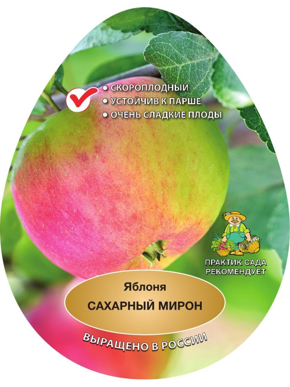 Саженцы Яблоня, Сахарный Мирон, подвой 54-118 полукарлик, 841617