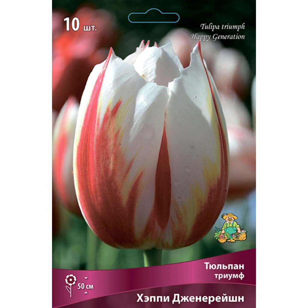 Луковицы Тюльпан Триумф, Хэппи Дженерейшн, 11-12/К, 10 шт