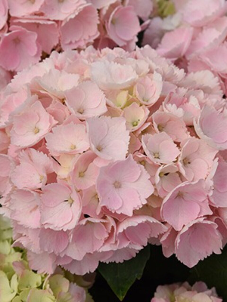 Саженцы Гортензия крупнолистовая, Пинк Сенсейшн, 820775