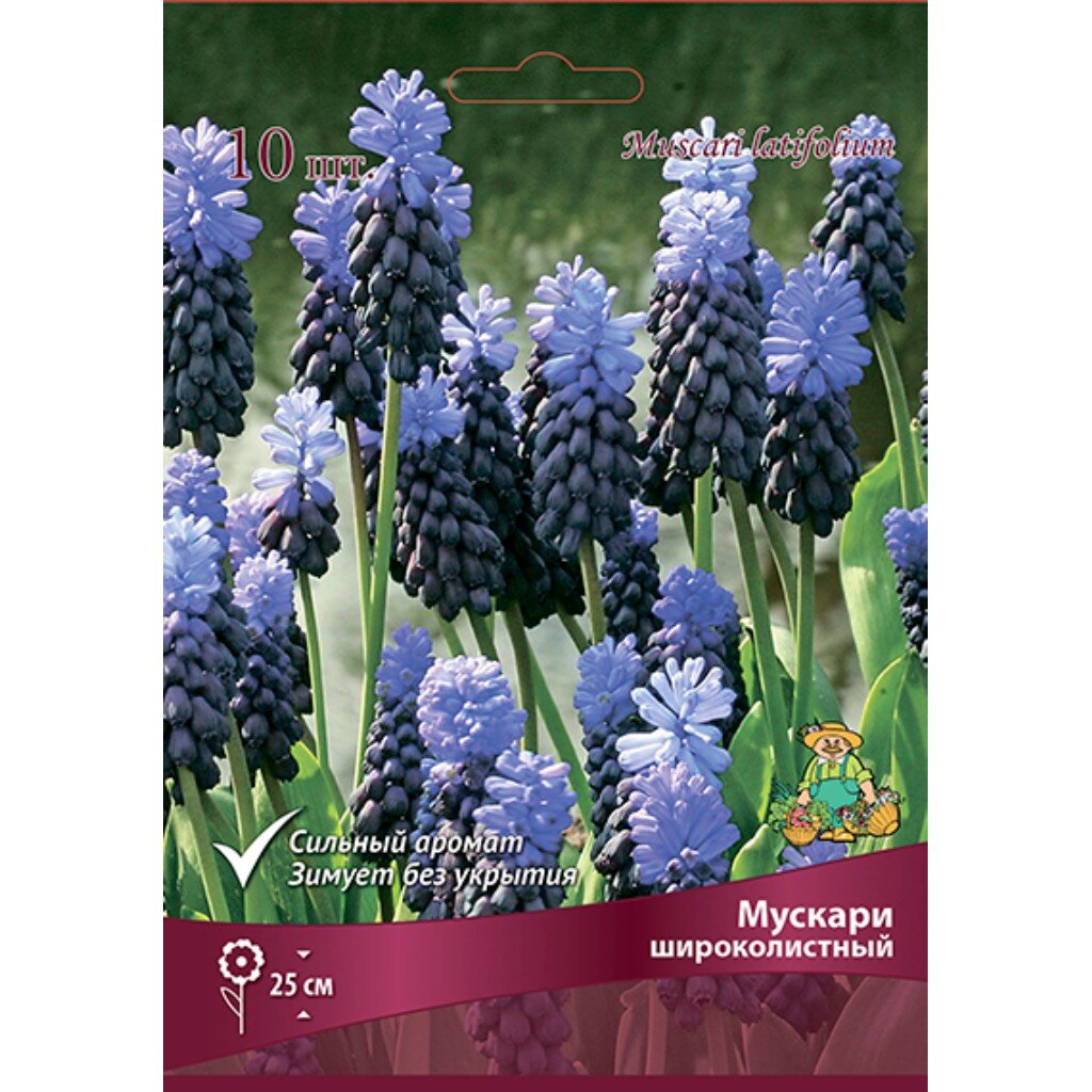 Луковицы Мускари, Широколистный, 6-7/К, 10 шт