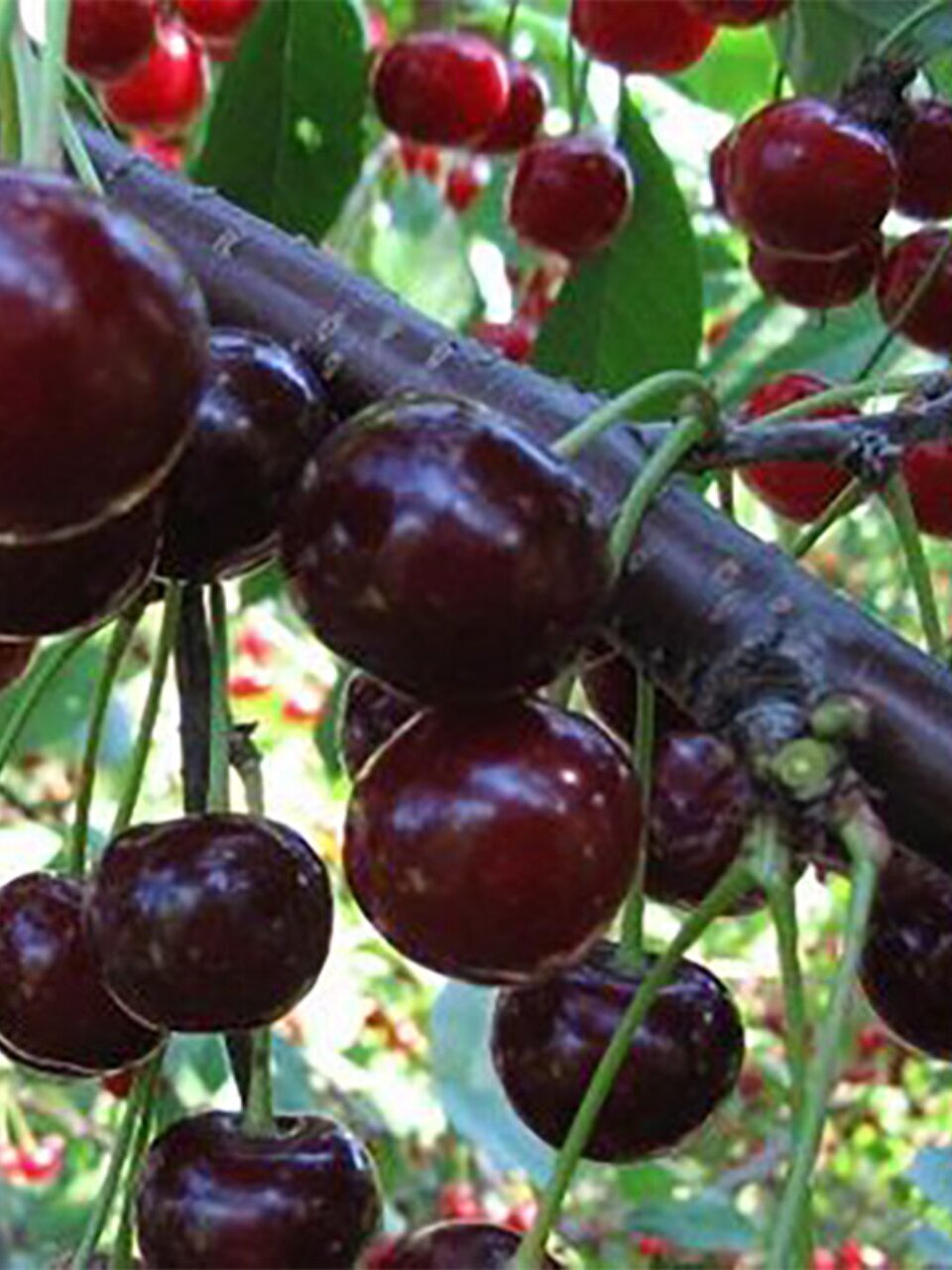 Саженцы Вишня, Ивановна, дюк, 763493