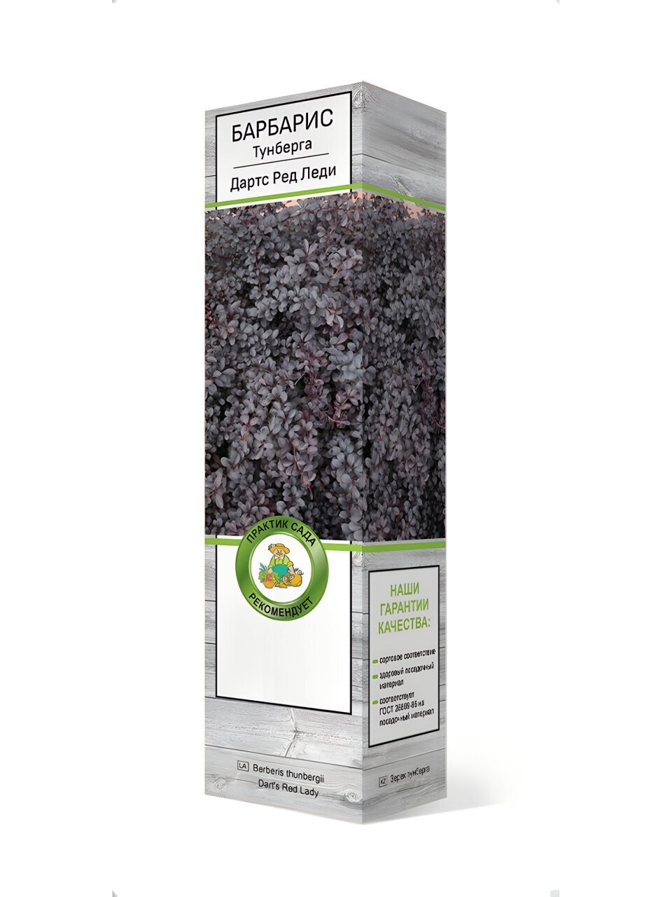 Саженцы Барбарис Тунберга, Дартс Ред Леди, 827260