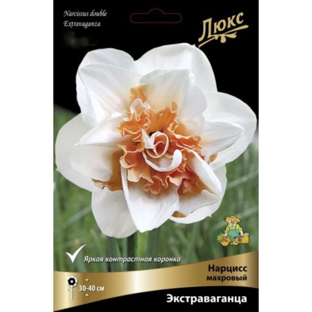 Луковицы Нарцисс махровый, Экстраваганца, 12-14/К, 3 шт