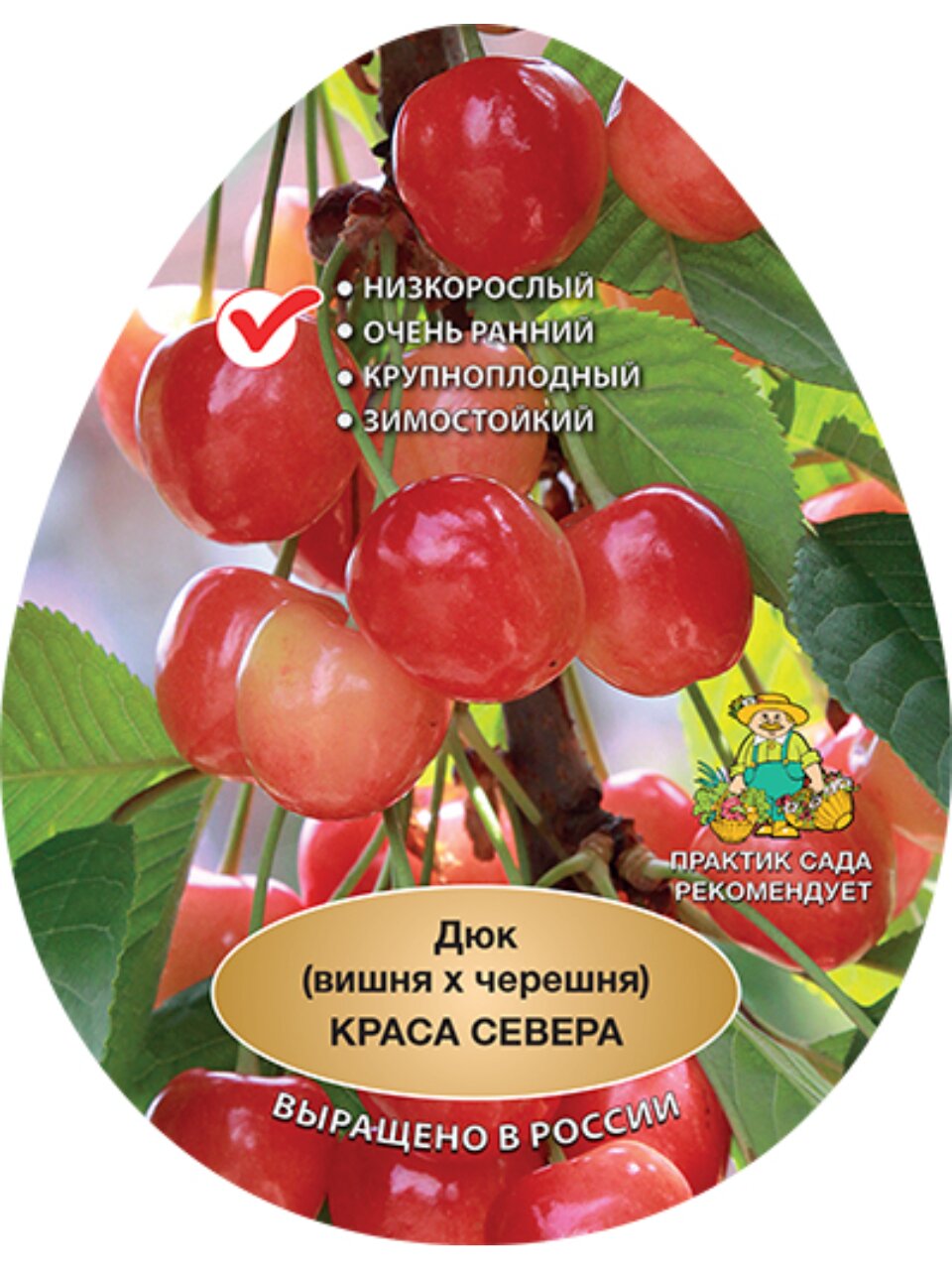 Саженцы Вишня, Краса Севера, дюк, подвой клоновый, Измайловские, 847085