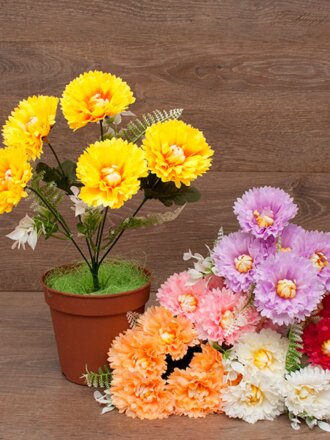 Маргаритка пёстрая