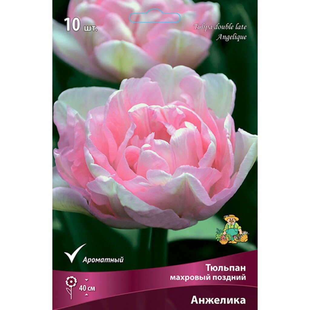 Луковицы Тюльпан махровый поздний, Анжелика, 11-12/К, 10 шт