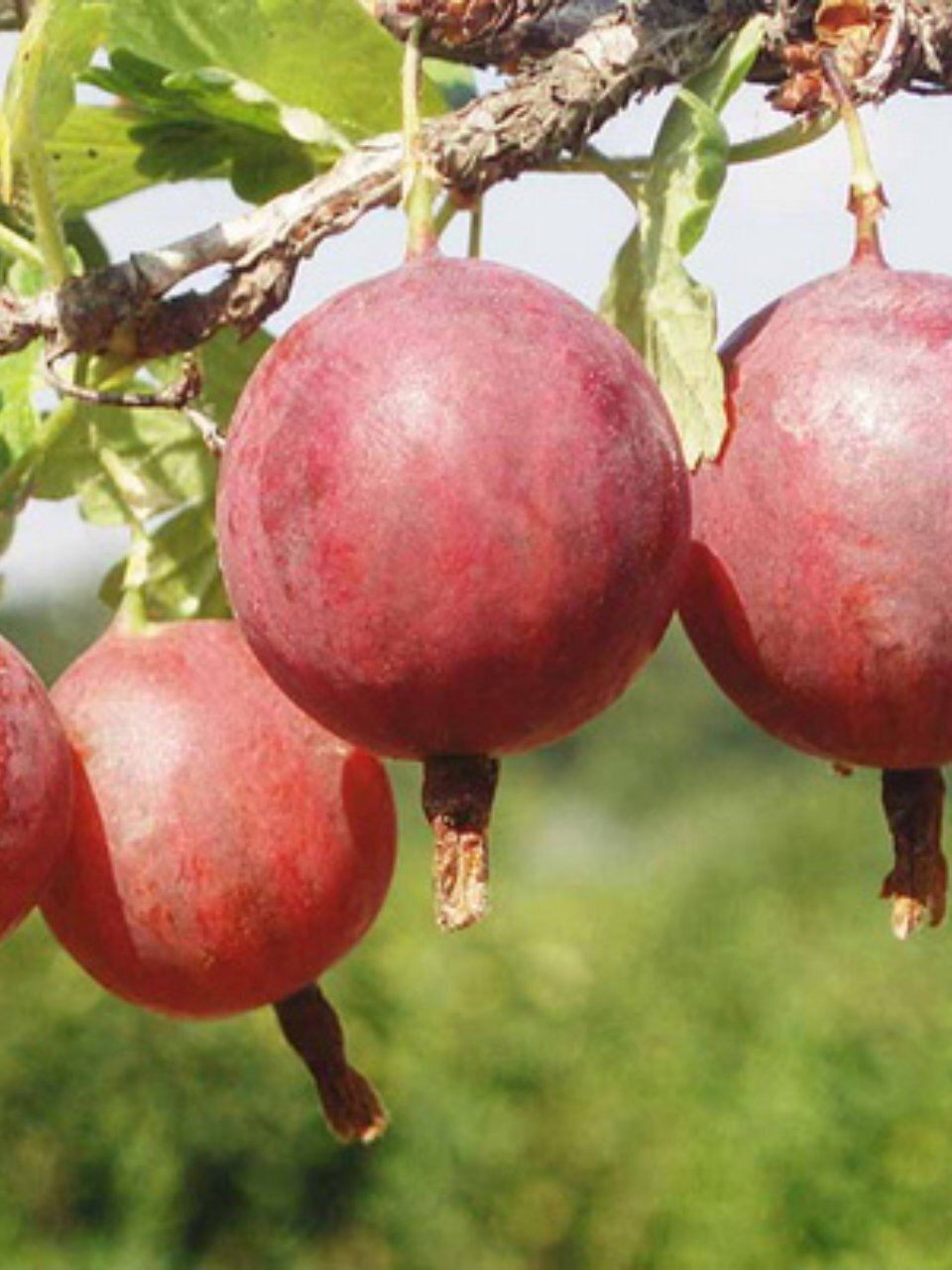 Саженцы Крыжовник, Колобок