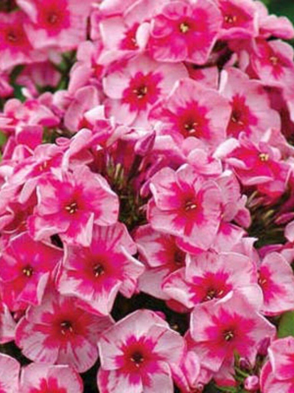 Корневище Флокс метельчатый, Старс энд Страйпс