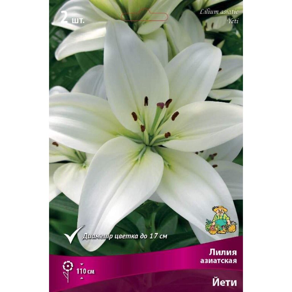 Луковицы Лилия азиатская, Йети, 14-16/К, 2 шт