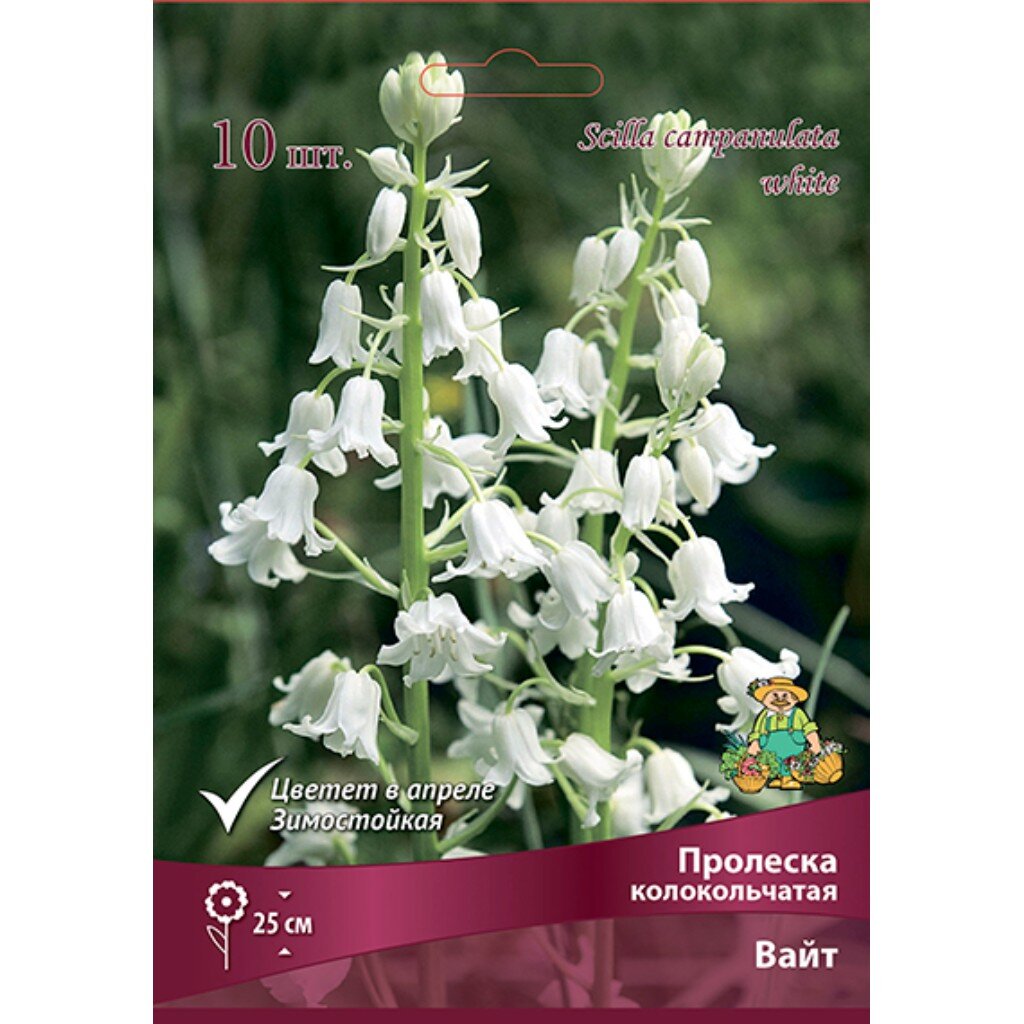 Луковицы Пролеска колокольчатая, Вайт, 7-8/К, 10 шт