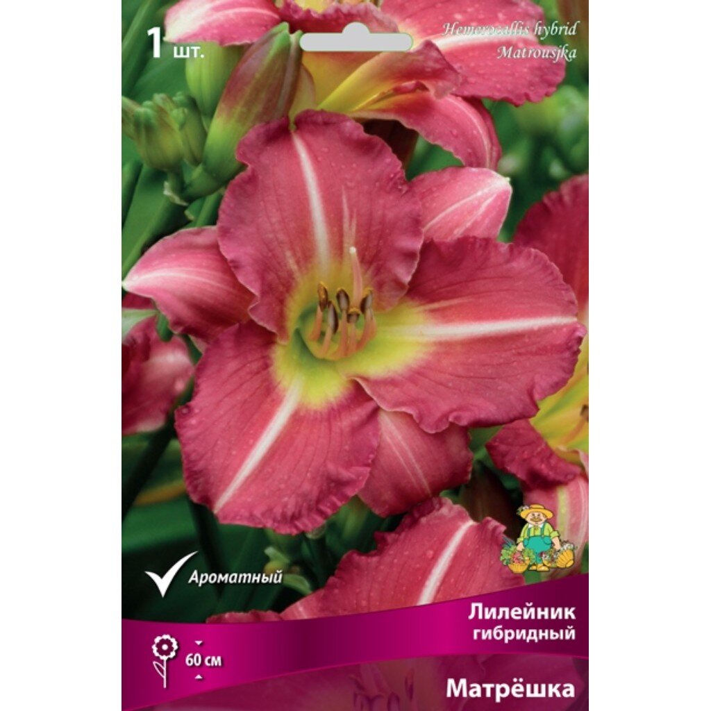 Лилейник гибридный Матрешка