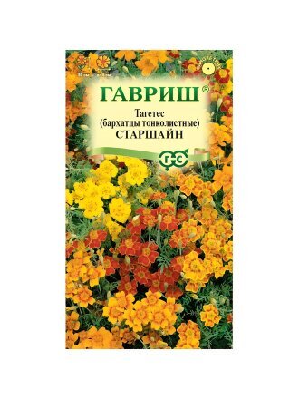 Старшайн